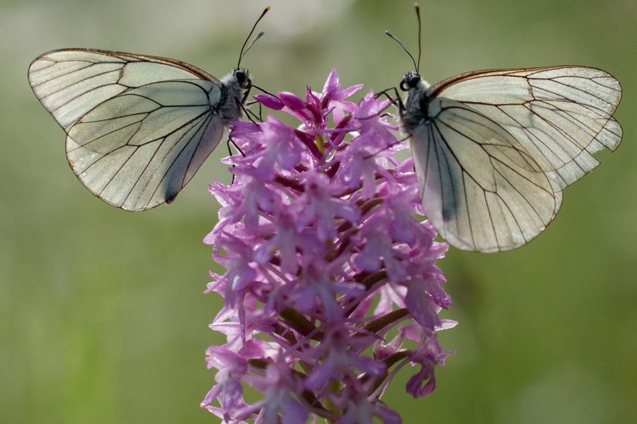 Top Meeting: 2 Gazes butterflies on an Orchid flower 