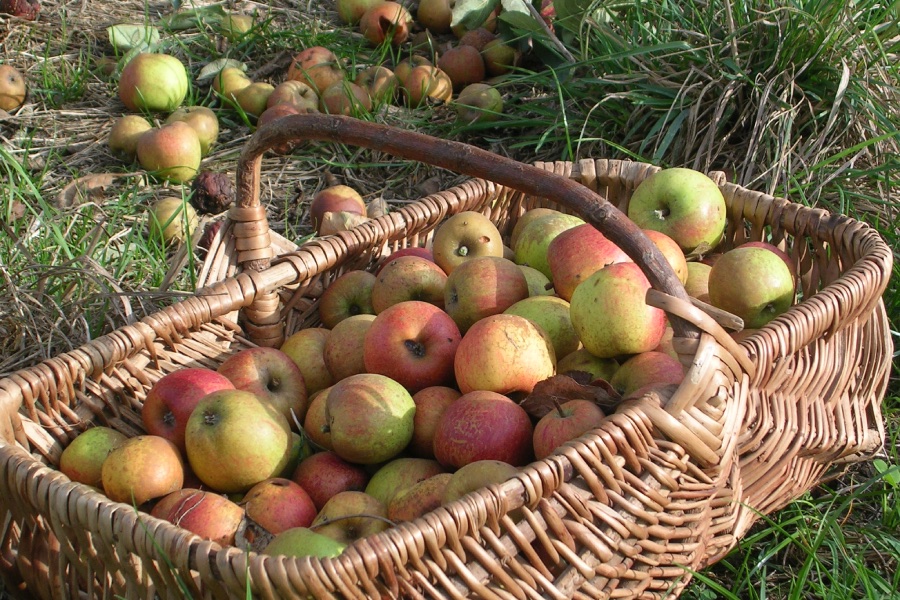 Panier pommes à cidre©M.Beslin_Tourisme61