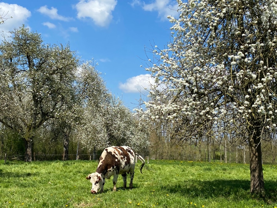 pommiersFleurs2023©M.Beslin_Tourisme61 Alençon avec les Greeters