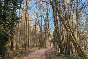 vignette sylvie et J-C Chemin de forêt